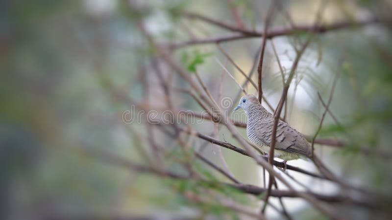 Beautiful Zebra Dove with bokeh background siting on the tree branches