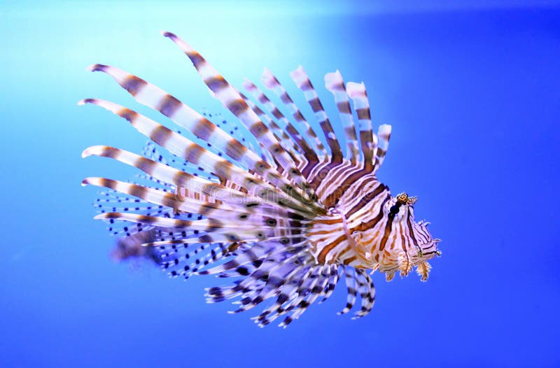 zebra fish size zebra fish size