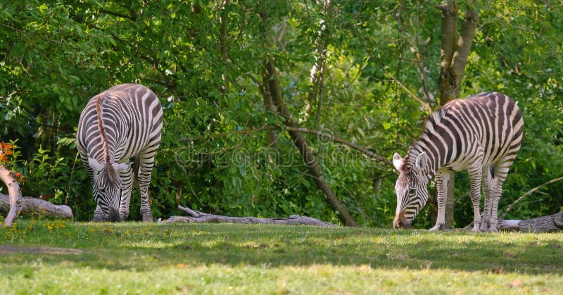 Beautiful zebras walk in nature. royalty free stock image Beautiful zebras walk in nature. royalty free stock image