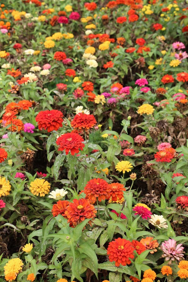 Beautiful Zinnia Flowers in Nature Stock Photo - Image of color ...