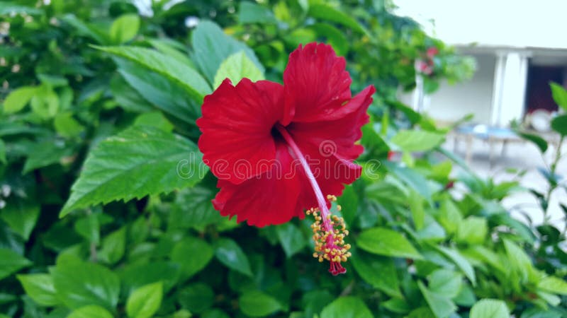 Beautifull Flower Landscape Green royalty free stock photo Beautifull Flower Landscape Green royalty free stock photo