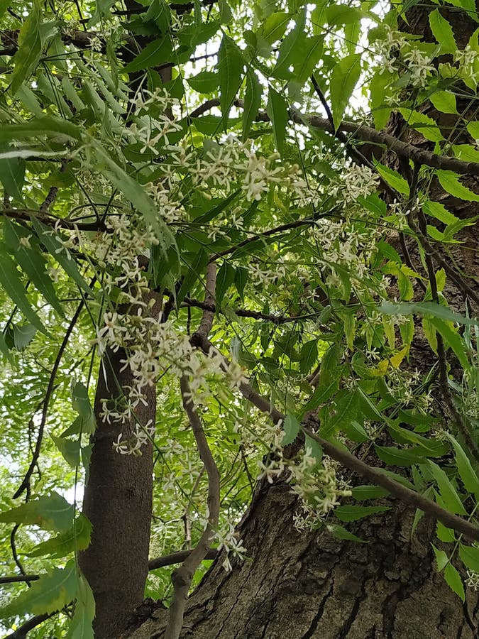 BEAUTIFULL FLOWER in NEEM TREE Stock Image Image of branch, forest