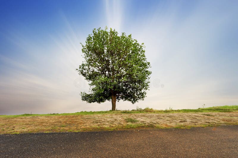 Schöner Grüner Baum Auf Einem Weißen Hintergrund In Der Hohen Auflösung