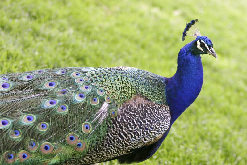 Beautifull peacock