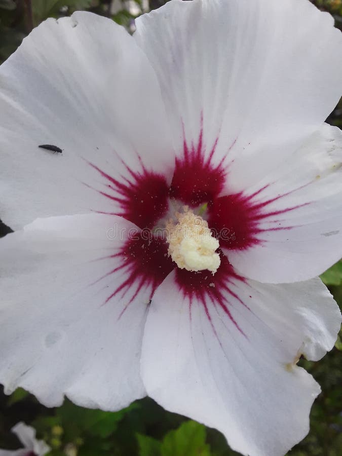 Hermoso rosa flor floreciente en el sol.