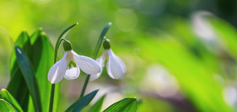 Beautifull Snowdrops, Banner - Blooming White Flowers in Early Spring ...