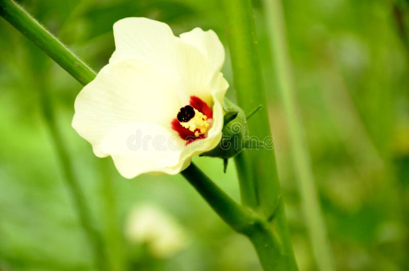 The beautifull white colour flower on the ladyfinger plant. The beautifull white red flower on the ladyfinger green plant stock images The beautifull white colour flower on the ladyfinger plant. The beautifull white red flower on the ladyfinger green plant stock images