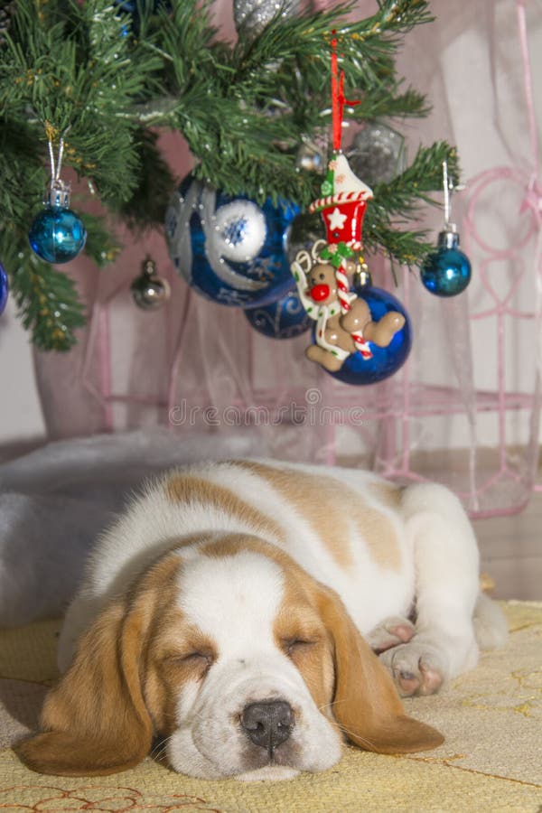 Beautifully Beagle Puppy Under the Christmas Tree Stock Photo Image