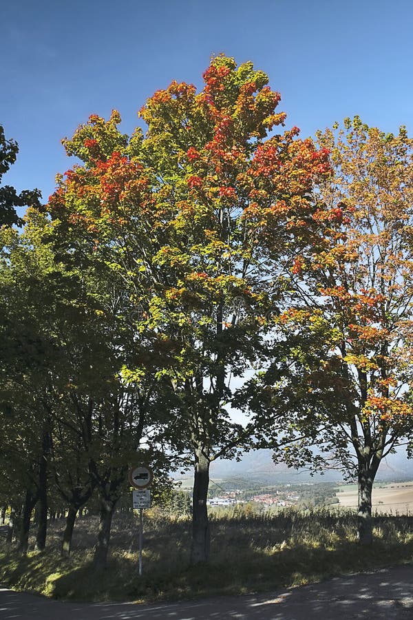 Krásne sfarbený listnatý strom v jesenných farbách