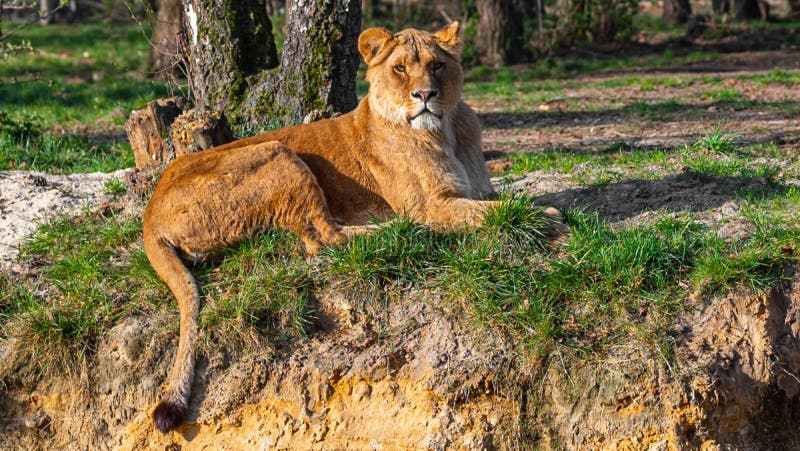 Beautifully colored lion lying on the ground and looking into the camera in safari park Beekse Bergen in Hilvarenbeek