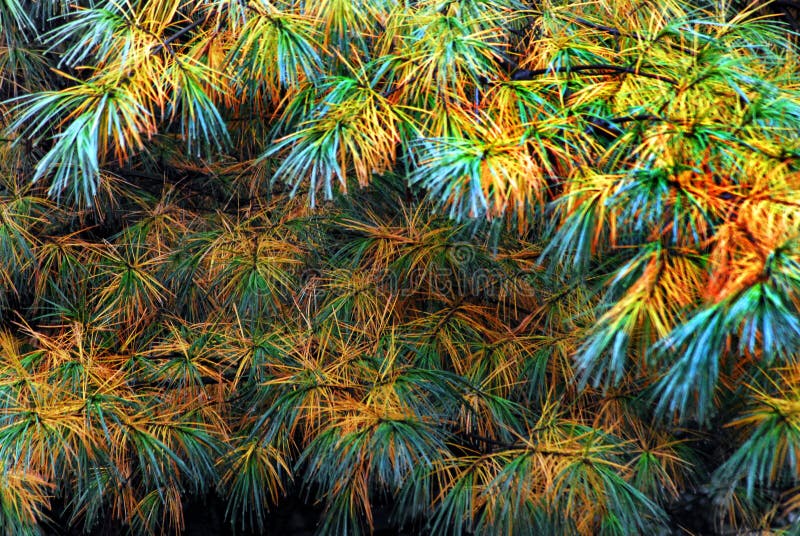 AUTUMN-FALL- Pine Needles Have Fall Colors Also- Vermont Stock Photo