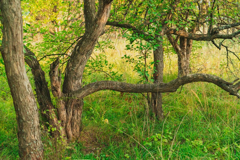 Beautifully curved trunk of an apple tree in an apple orchard royalty free stock images