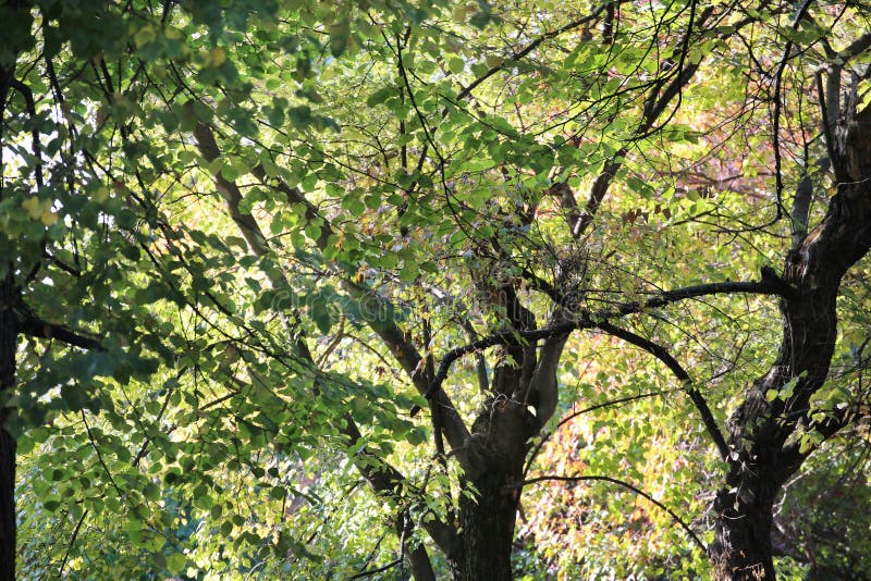 Beautifully curved trunk of the tree and green leaves stock image