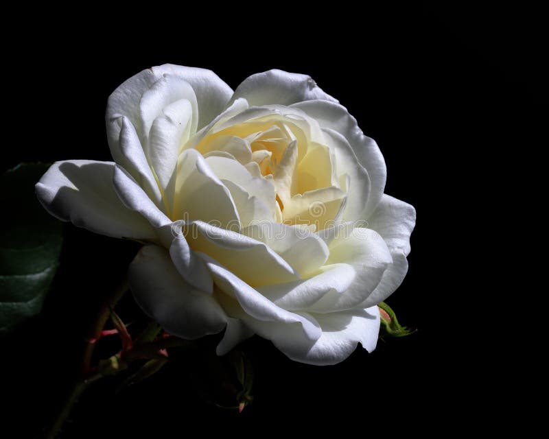 White Rose on Black Background Stock Photo - Image of love, birthday