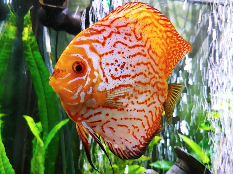 Beautifully stunning fish photo discus female planted tank growing glowing gorgeous amazing incredible photo shot. Beautifully stunning fish photo discus female royalty free stock photo Beautifully stunning fish photo discus female planted tank growing glowing gorgeous amazing incredible photo shot. Beautifully stunning fish photo discus female royalty free stock photo