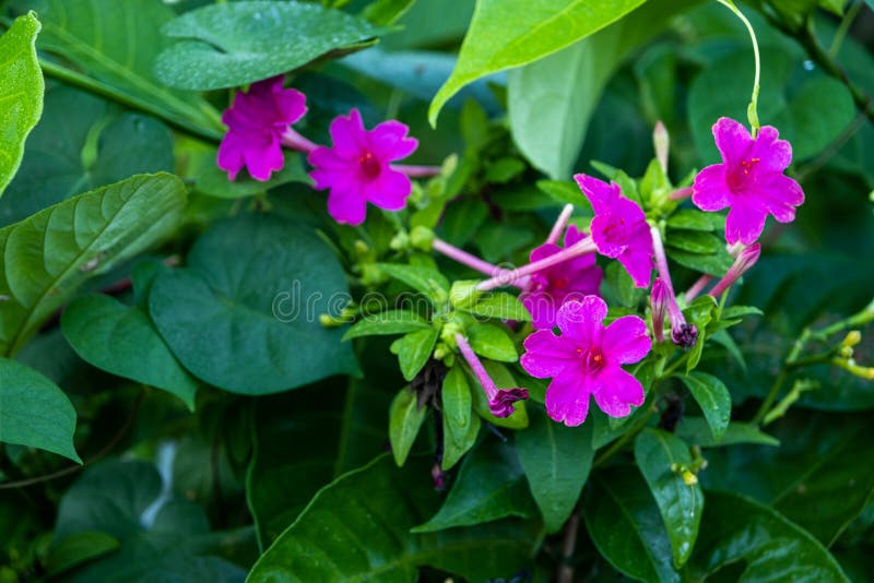 Beautify pink mirabilis jalapa in summer garden with blur background. The Beautify pink mirabilis jalapa in summer garden with blur background royalty free stock images Beautify pink mirabilis jalapa in summer garden with blur background. The Beautify pink mirabilis jalapa in summer garden with blur background royalty free stock images