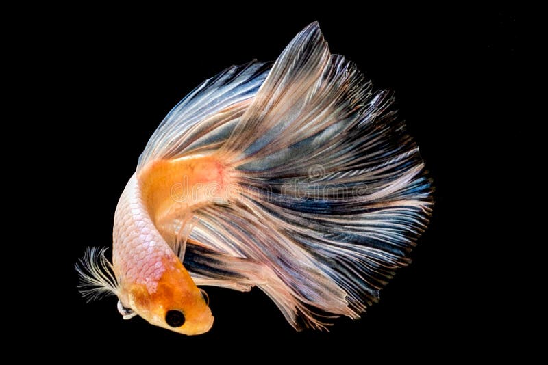 Beauty of Betta Fish Dancing Stock Photo Image of dance, fish 173137338