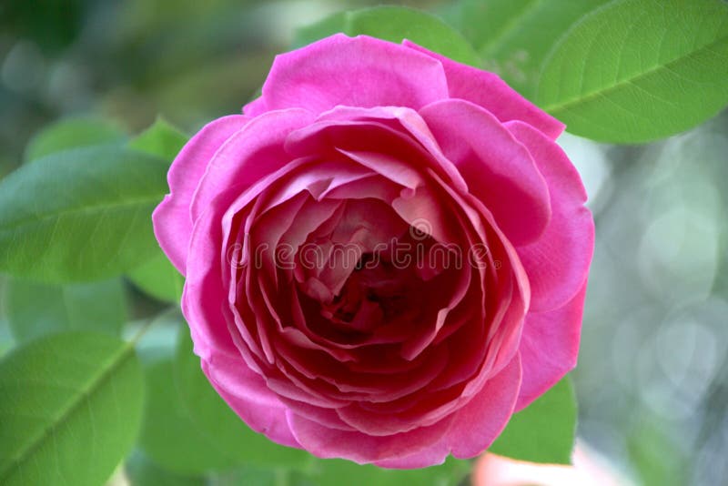 Beauty Big Pinky Rose in Bloom Stock Photo Image of bloom, pinky