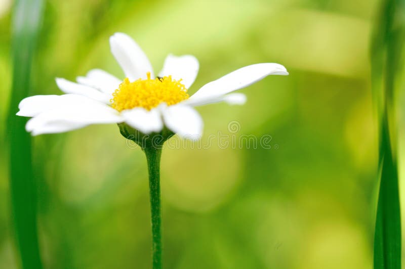 Beauty chamomile