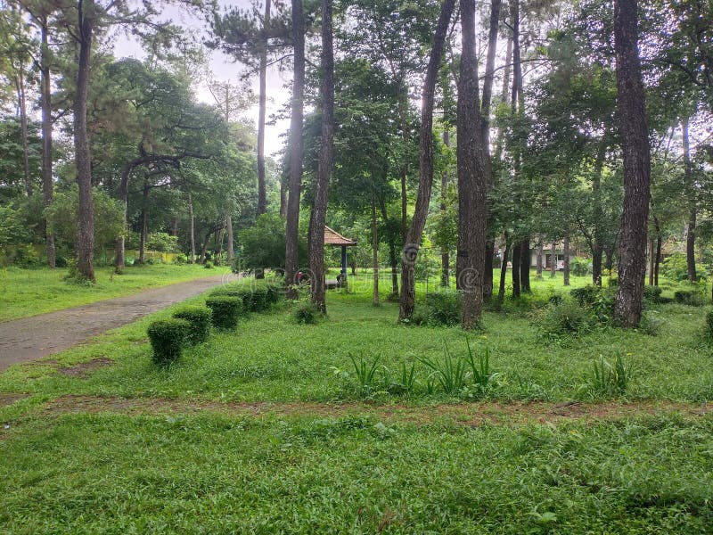 The Beauty and Coolness of the Shade of Pine Trees in One of the
