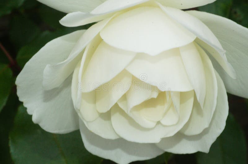 Beauty and elegent, white rose , intricate petals. Pretty petals of fine lines and complex layering. nature did not spare anything in this design. Convey stock photo Beauty and elegent, white rose , intricate petals. Pretty petals of fine lines and complex layering. nature did not spare anything in this design. Convey stock photo