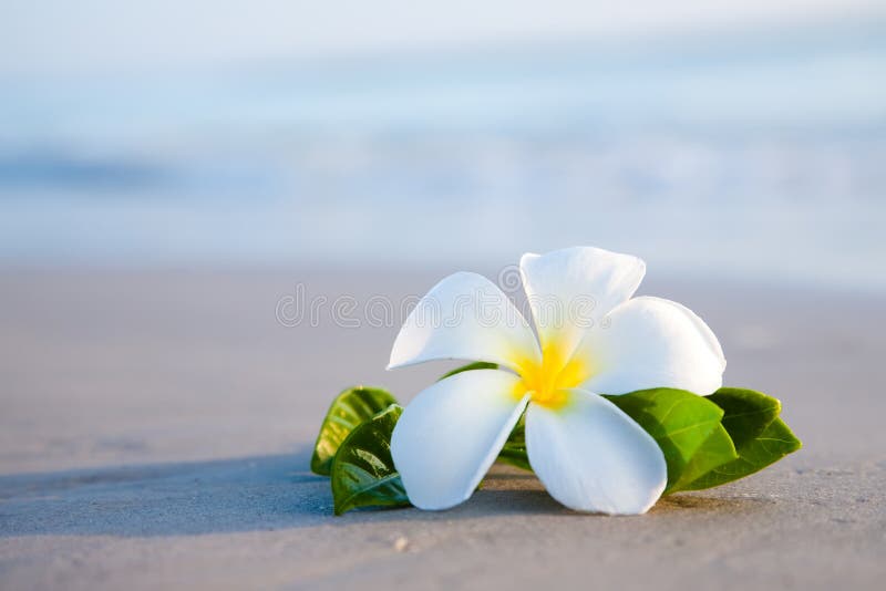 Top view essential oils and plumeria flower on a sandy beach. Stock Photo  by aleeenot