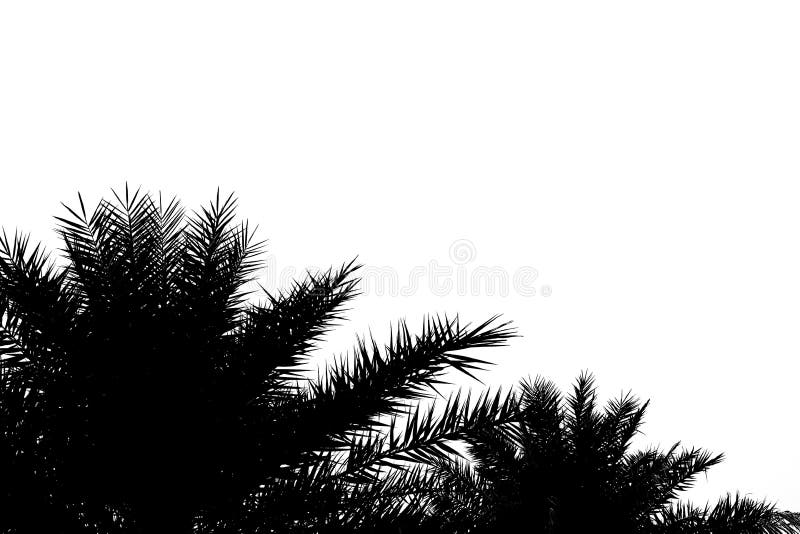 beauty fresh palm fruit tree with black shadow leaves, isolated on white background
