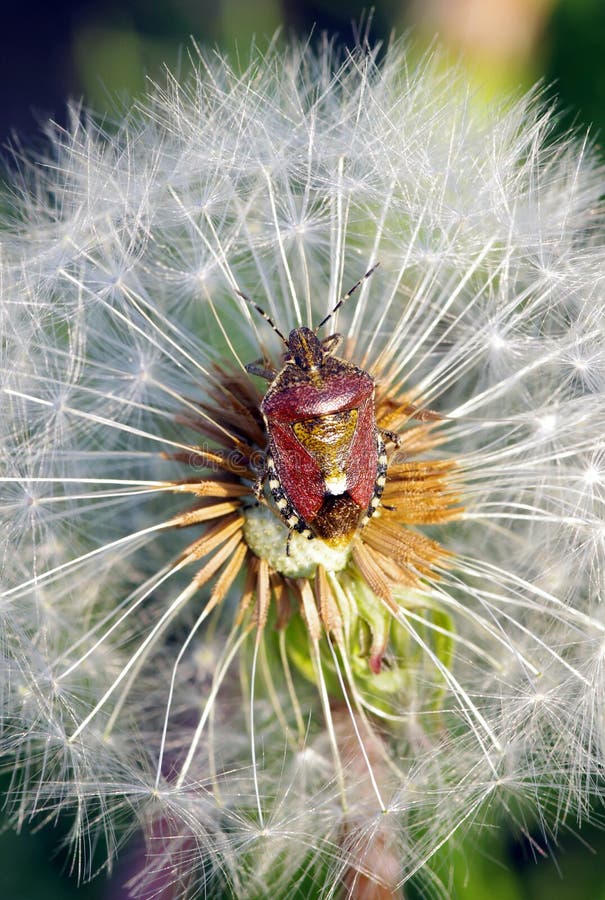 A Beauty Garden Bugs on the Flower Stock Photo Image of bugs, summer