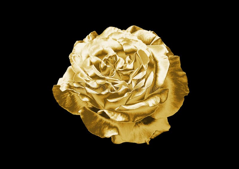 Golden Rose như một tuyệt phẩm của thiên nhiên mang trong mình sắc màu vàng óng ả. Hãy để những hình ảnh của loại hoa này đưa bạn vào thế giới của ánh vàng rực rỡ!