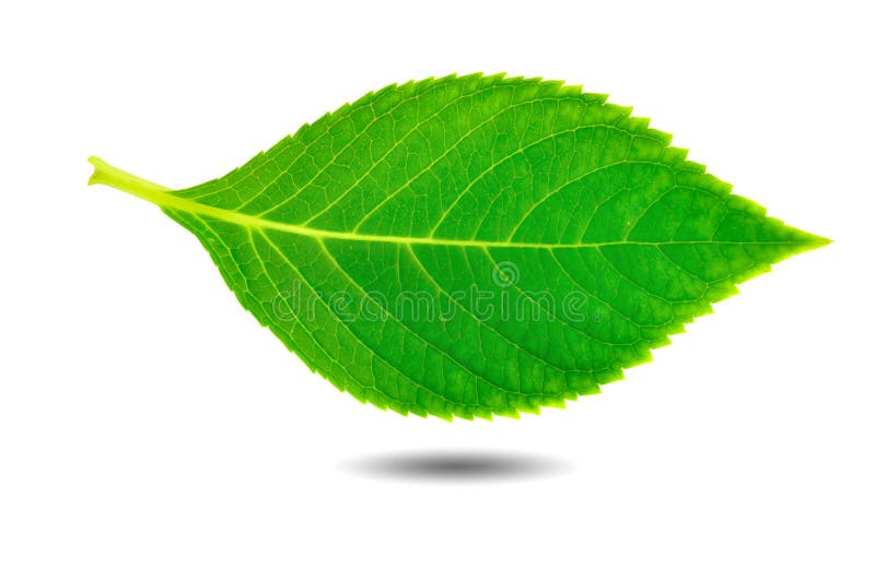Green leaf stock image. Image of vibrant, hibiscus, textured 13924003