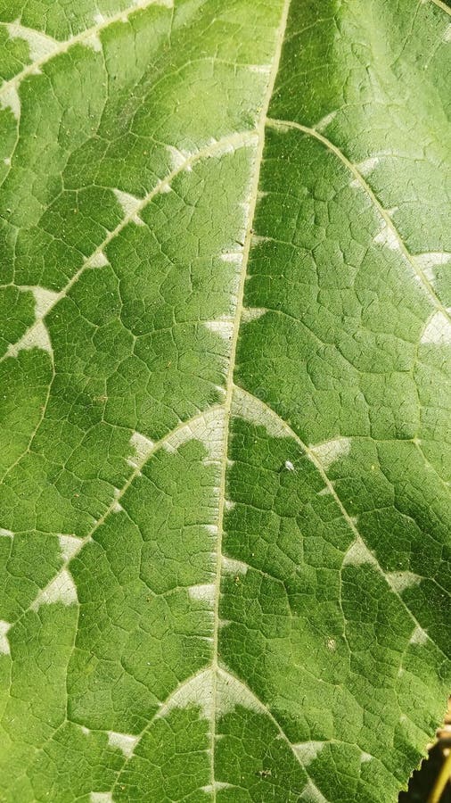 Beauty Green Pumpkin Leaves Stock Image Image of beauty, leaves