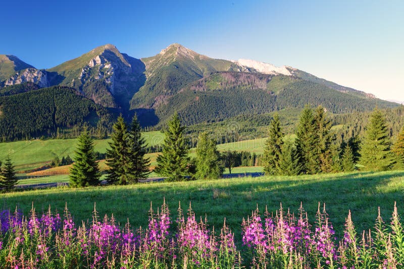 Beauty mountain panorama with flowers - Slovakia