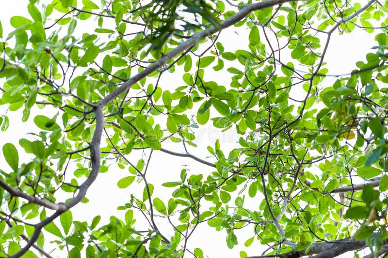 The Beauty of Nature Around Us Stock Photo Image of life, background