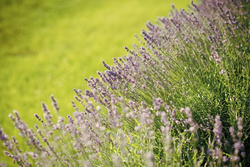 Beauty of nature stock photo Beauty of nature stock photo