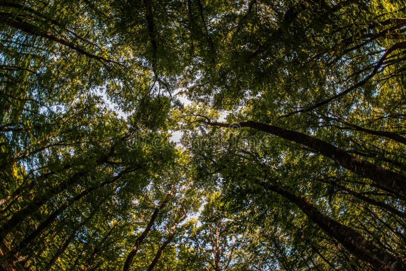 Beauty nature forest landscape - Stock Image - Everypixel