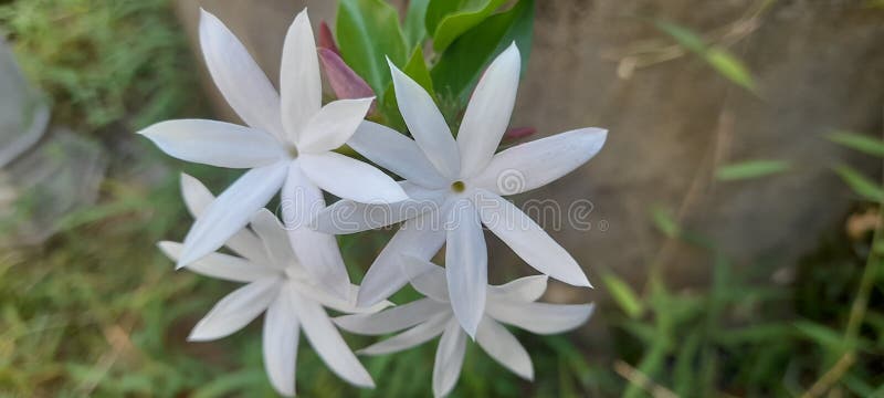 Saman Pichcha Stock Photos Free Royalty Free Stock Photos From pin-on-sumana-saman-god-srt