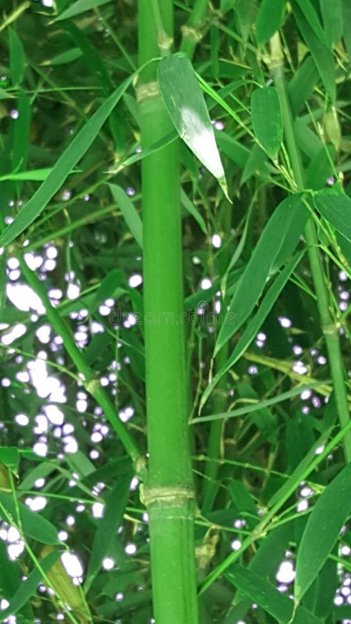 Bamboo in garden. Nature. stock photos Bamboo in garden. Nature. stock photos