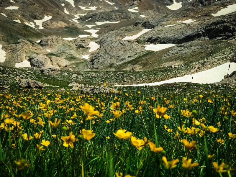 Beauty in nature. Yellow flowers and snowy mountain landscape from black lake. Bolkar Mountain and Taurus Mountain in Turkey