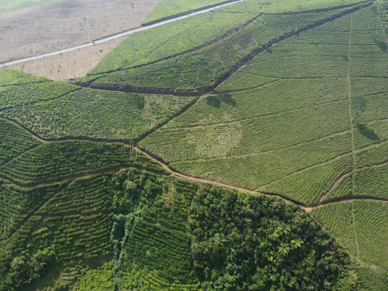 The Beauty of the Panorama Black Tea Plantation Area Kaligua Paguyangan ...