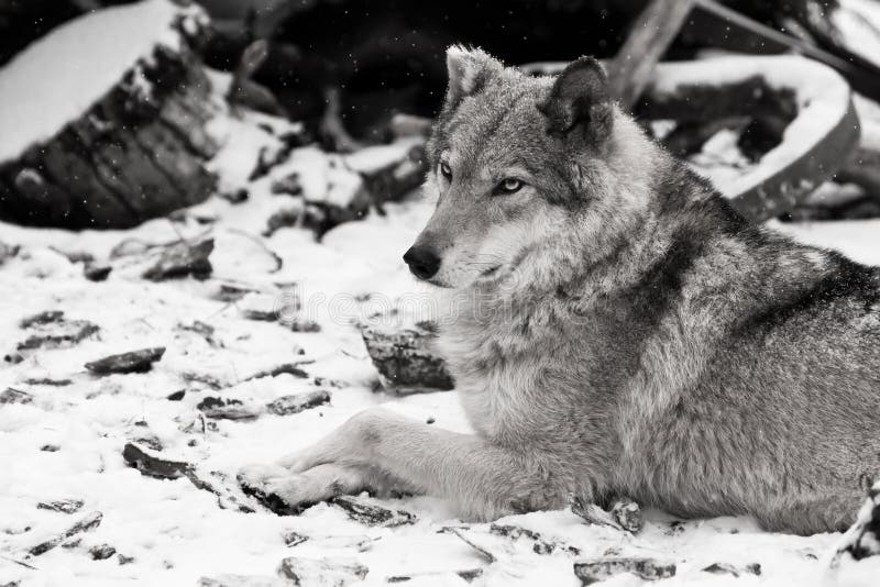 The Beauty In Profile Is Large Imposingly. Gray Wolf Female In The Snow ...