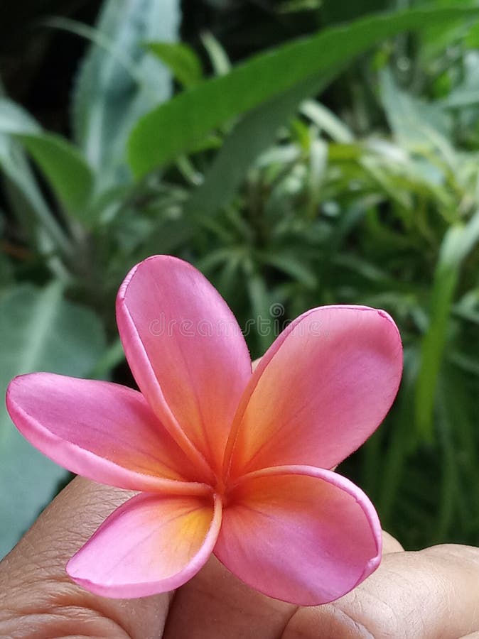 Beautiful red balinese frangipani flower in hand. royalty free stock photography Beautiful red balinese frangipani flower in hand. royalty free stock photography
