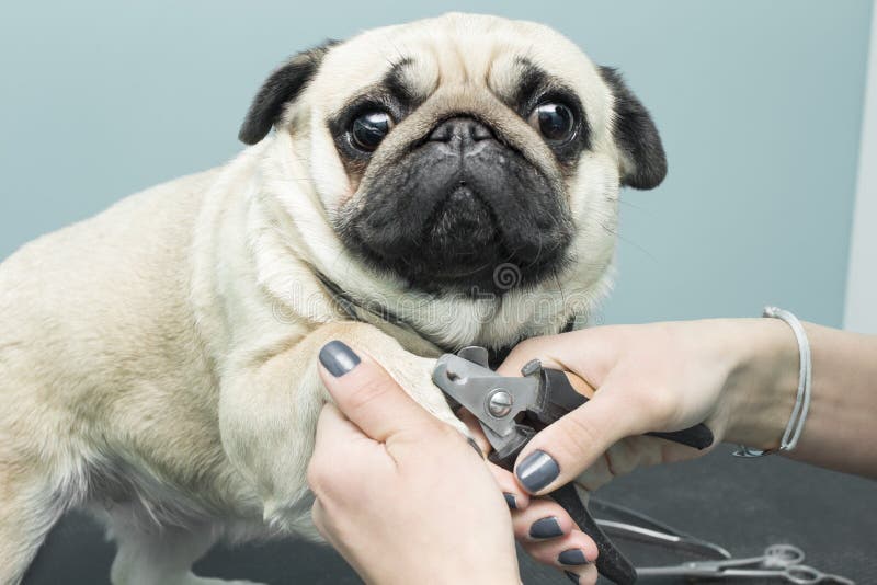 Woman cuts the claws of a pug breed dog. royalty free stock photography Woman cuts the claws of a pug breed dog. royalty free stock photography