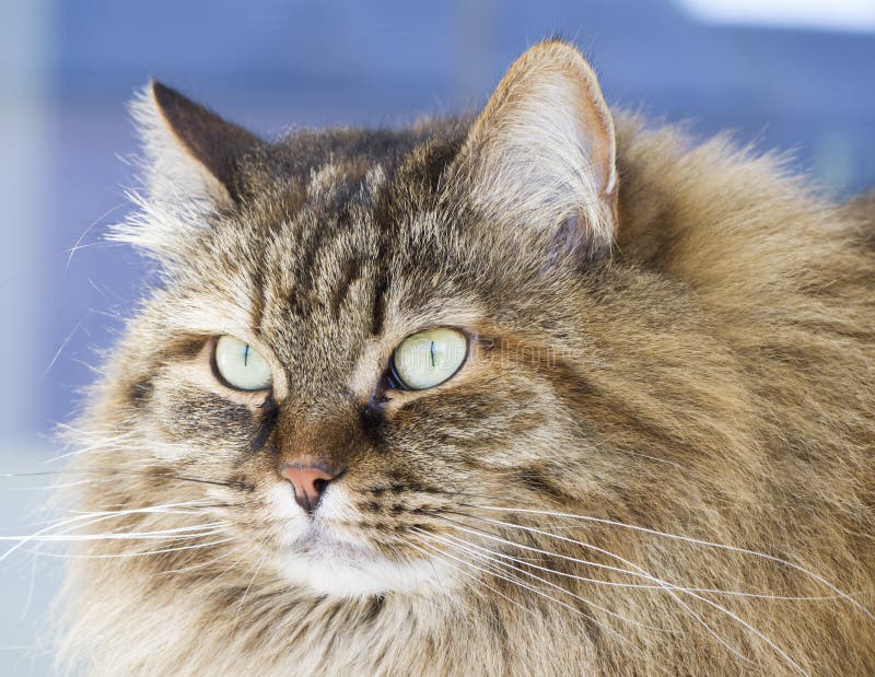 mackerel tabby cat copper eyes mackerel tabby cat copper eyes