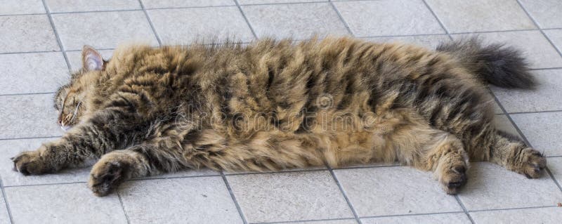 mackerel tabby cat brown mackerel tabby cat brown