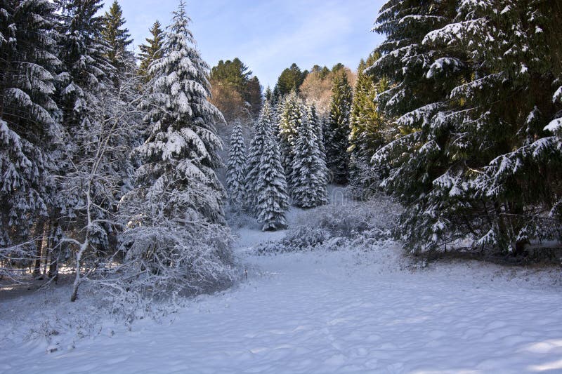 The beauty of a snow-covered forest with the Christmas look