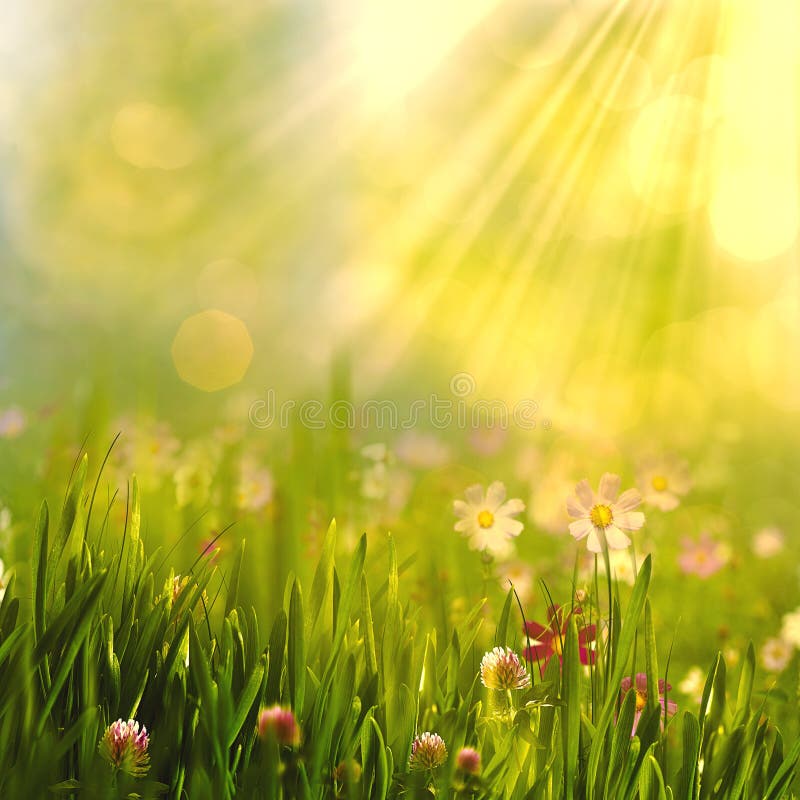 Beauty spring and summer landscape with fresh daisy flowers