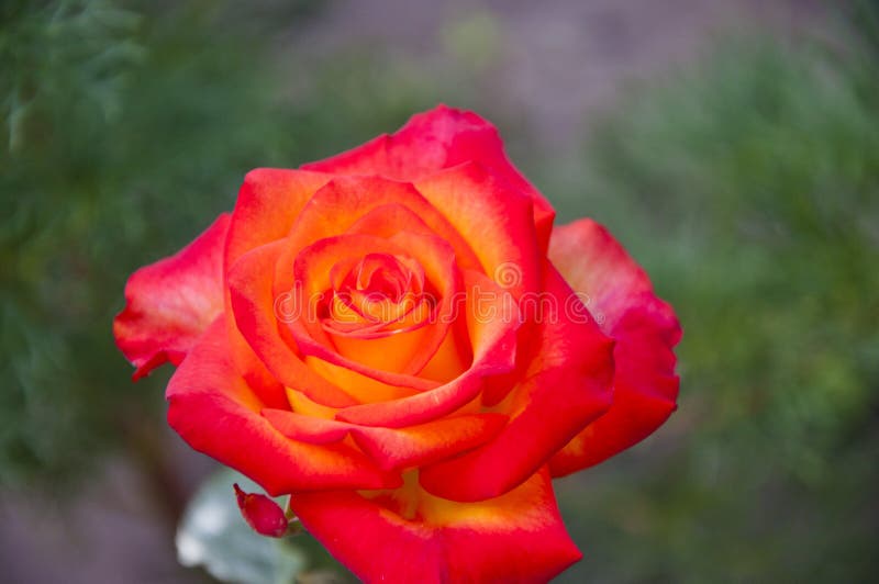 Beauty of Spring and Summer Nature. Coral Rose Flower Stock Image