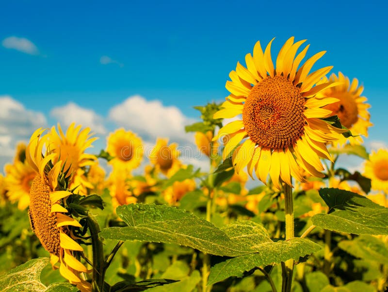 Beauty Sunflowers on the field