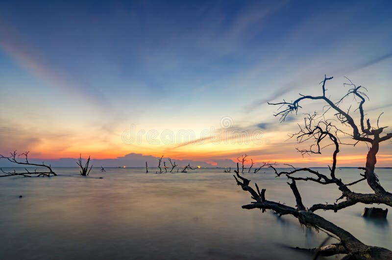 The beauty of sunset sunrise at the beach. falling mangrove tree