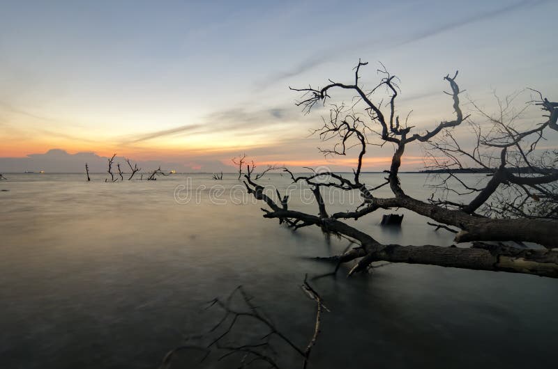 The beauty of sunset sunrise at the beach. falling mangrove tree